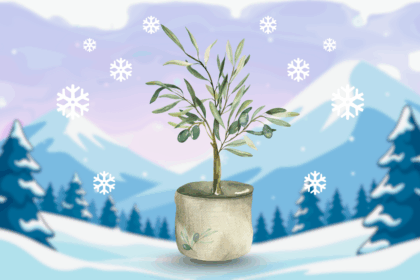 Olivenbaum überwintern Frostschutz Winter Deutschland Frosthärte Winterschutz Überwinterung