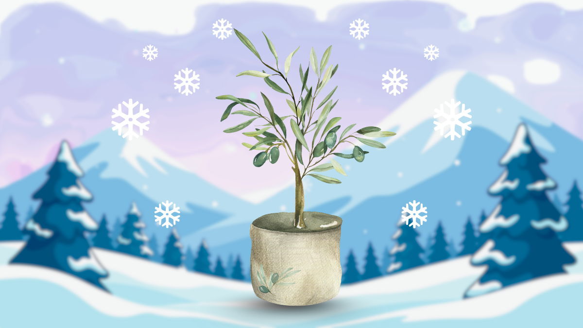 Olivenbaum überwintern Frostschutz Winter Deutschland Frosthärte Winterschutz Überwinterung